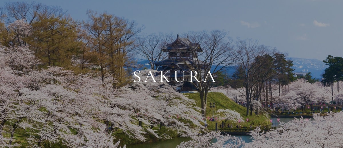 SAKURA