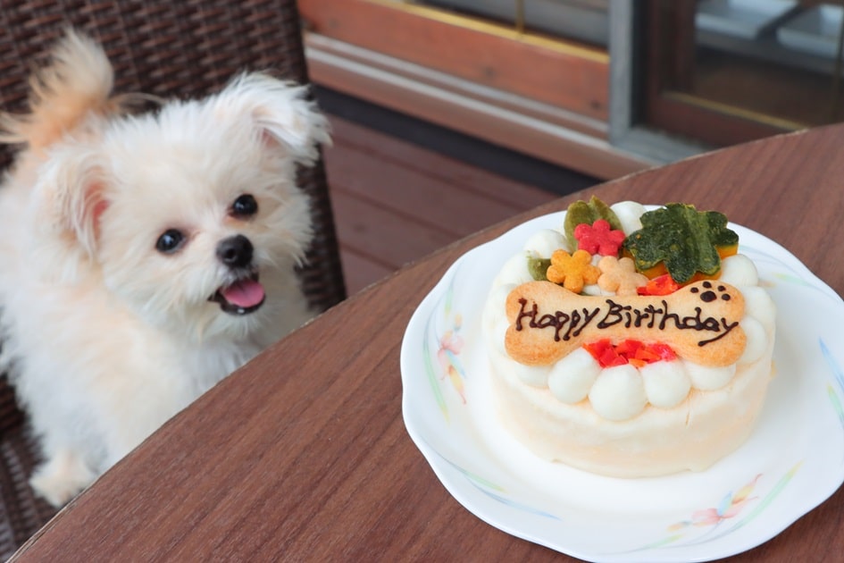 わんちゃん用お祝いケーキ