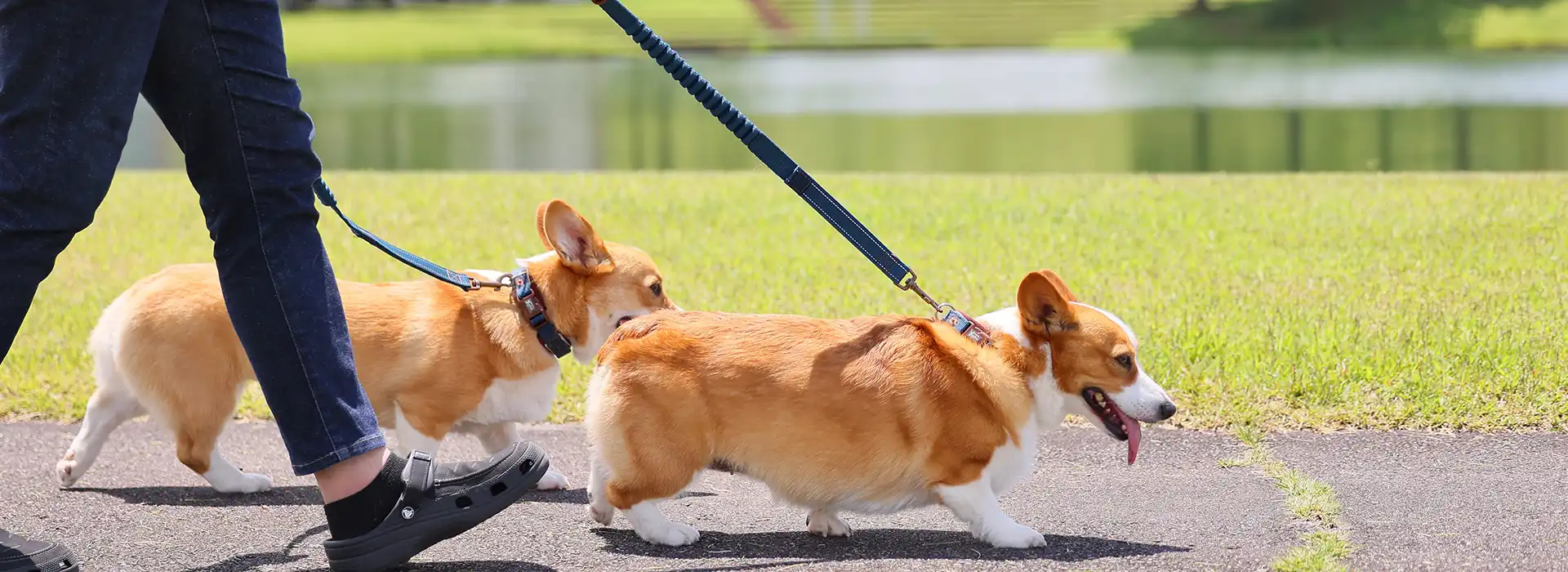 わんちゃんと泊まるカーネリア