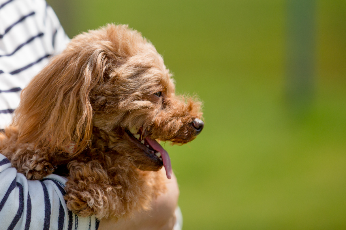 【愛犬と素敵な思い出を】<br>ワンちゃん宿泊OK！カーネリア宿泊プラン