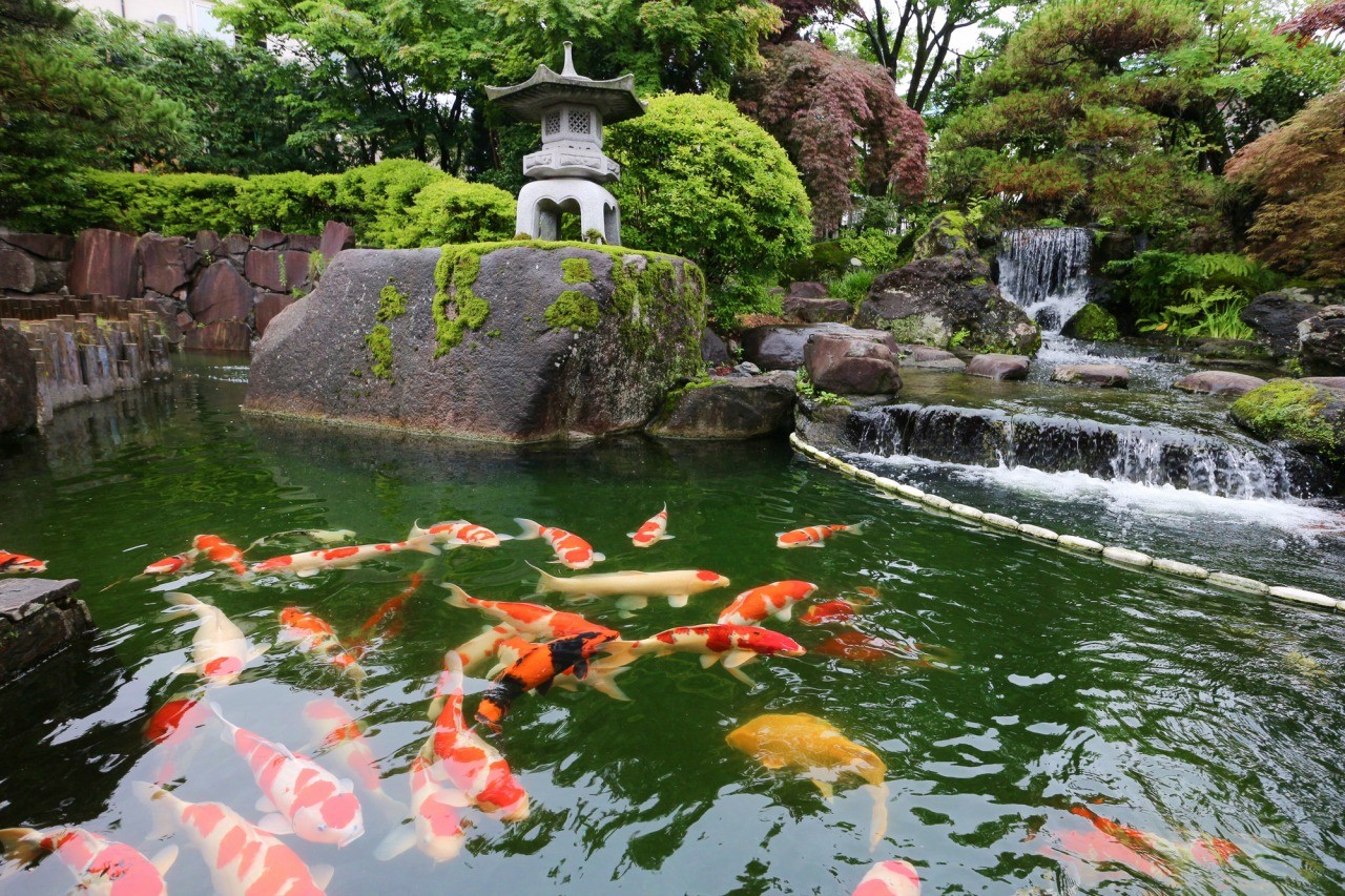 【半日ツアー/午前出発】<br>錦鯉の養殖・小千谷縮の小千谷を巡る